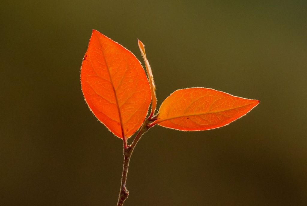 Fræðslublað Eflingar 2021-2022